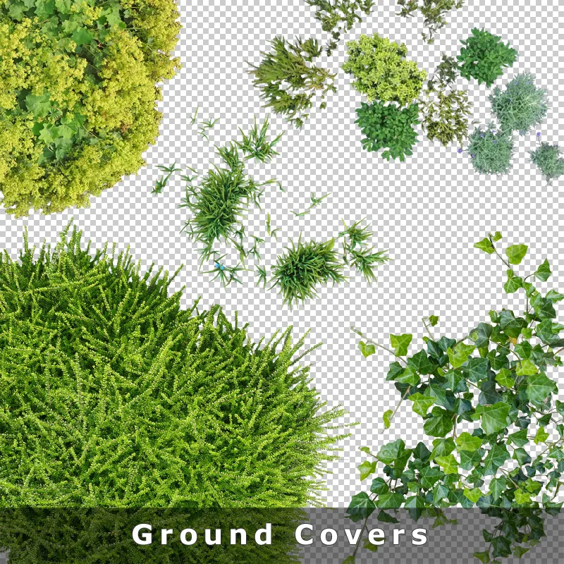 Großflächige Bodendeckerkomposition mit verschiedenen Pflanzenarten in Draufsicht für Gartenplanung