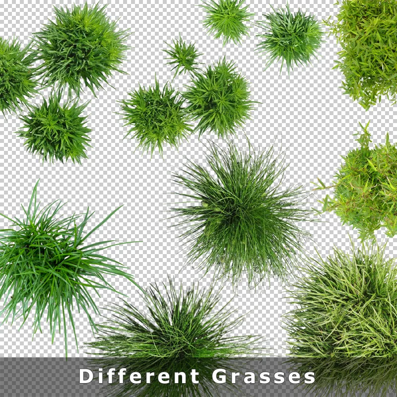 Verschiedene Grasarten und Graspflanzen in Draufsicht auf transparentem Hintergrund