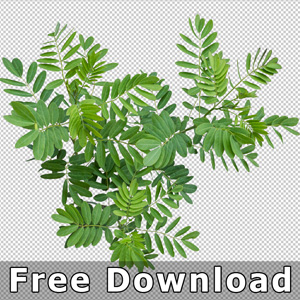 300 kostenlose Pflanzen-Downloads in Draufsicht für Landschaftsdesign ohne Hintergrund