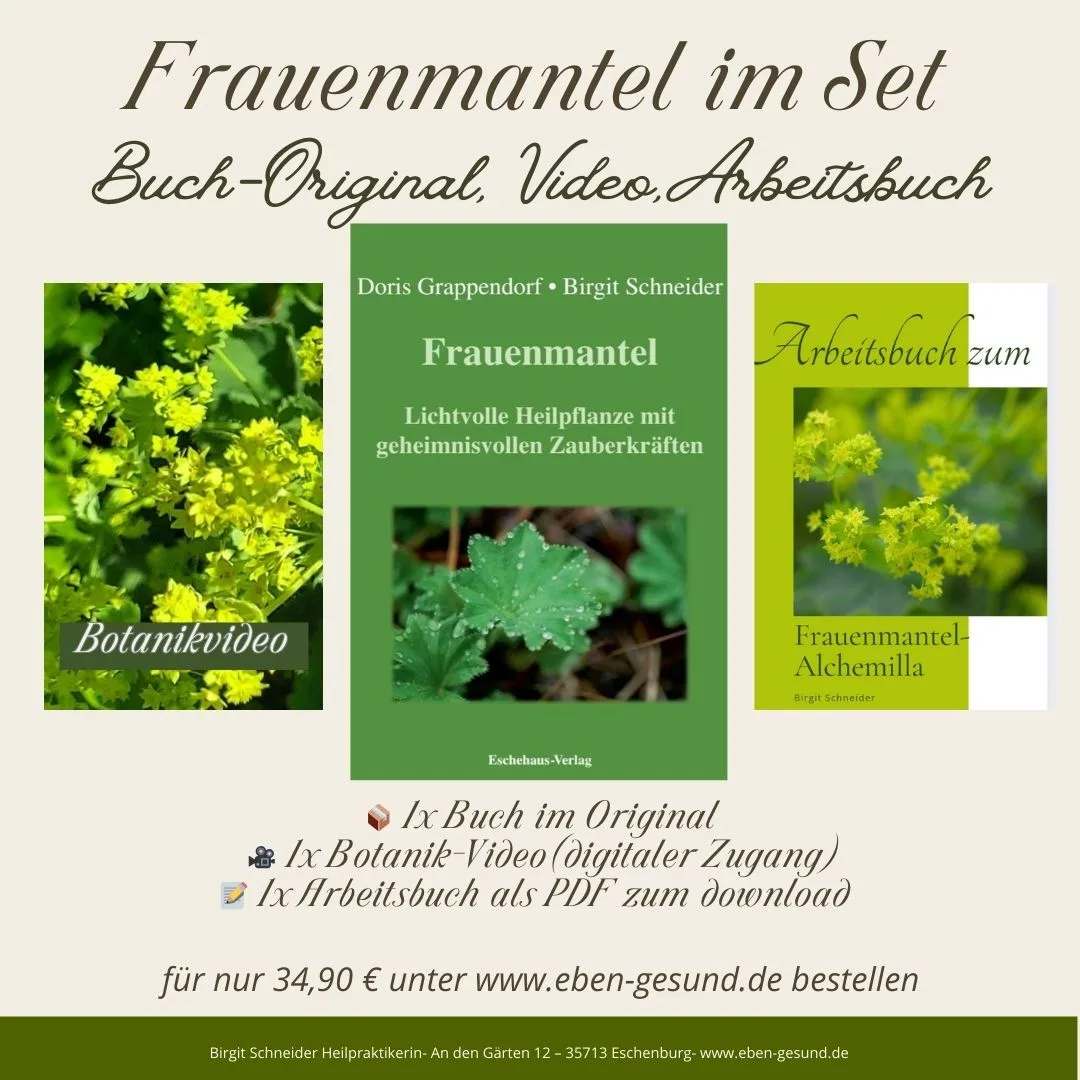 Pflanzeninhaltsstoffe / Wirkstoffe von Birgit Schneider 6 Frauenmantel-Buch-Original-Set mit Buch, Botanik-Video und Arbeitsbuch zum Download