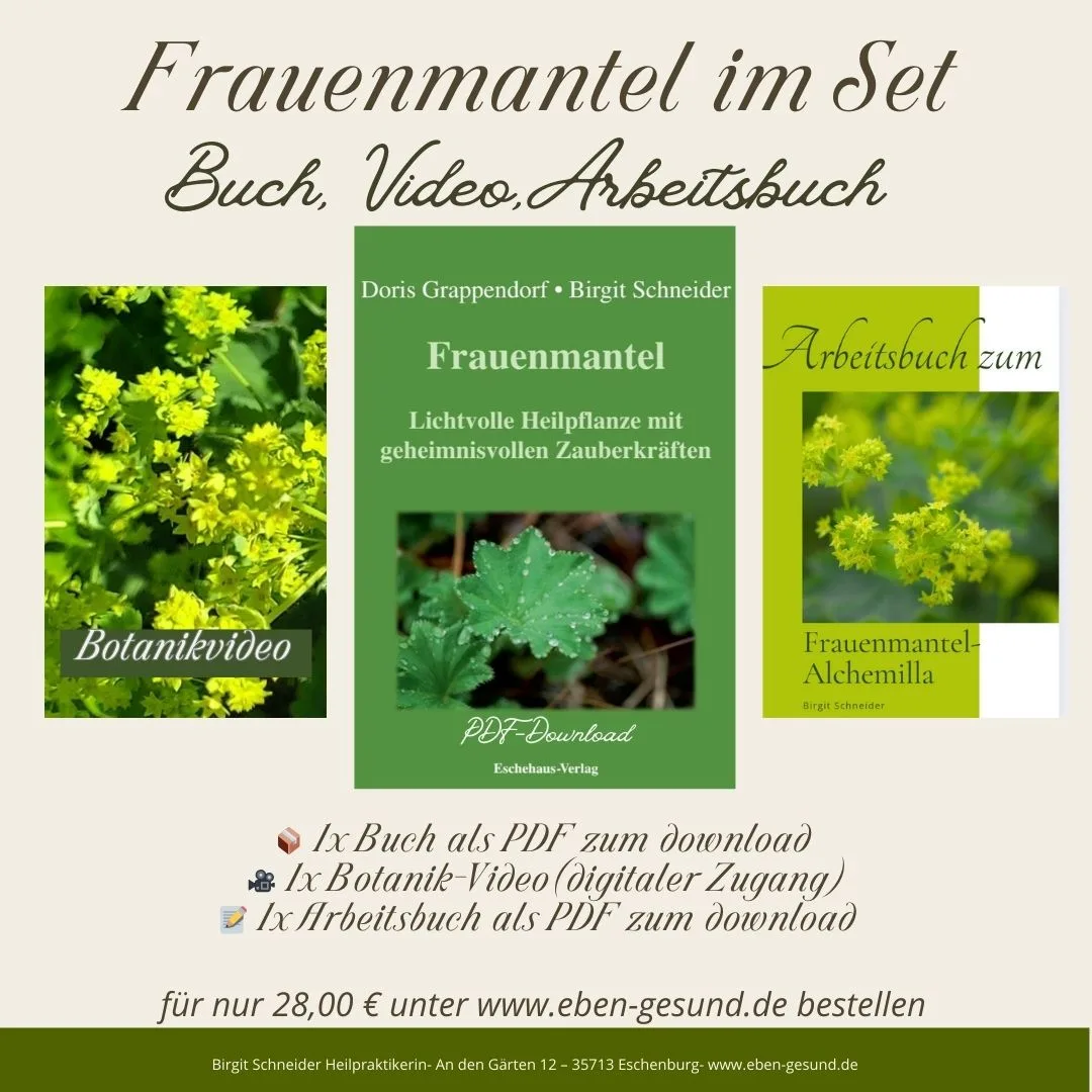 Pflanzeninhaltsstoffe / Wirkstoffe von Birgit Schneider 8 Frauenmantel-Set mit Buch, Video, Arbeitsbuch als PDF-Download, Preis 28,00 Euro