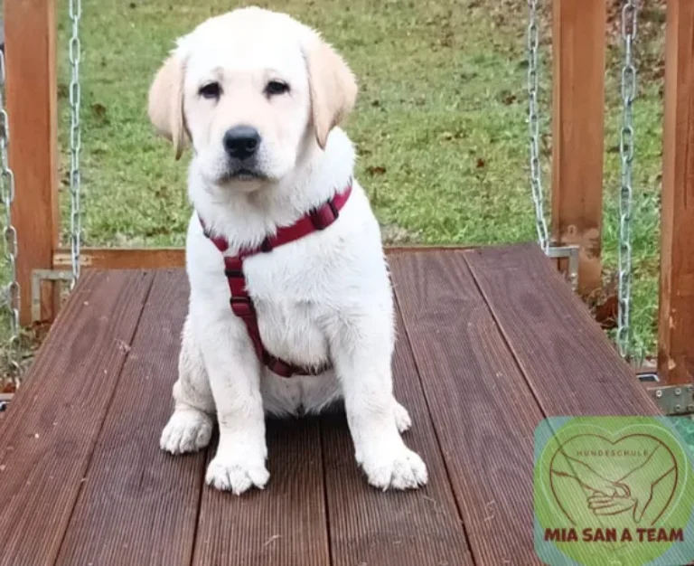 Prävention von Leinenpöbeln – Hundetraining-Videokurs