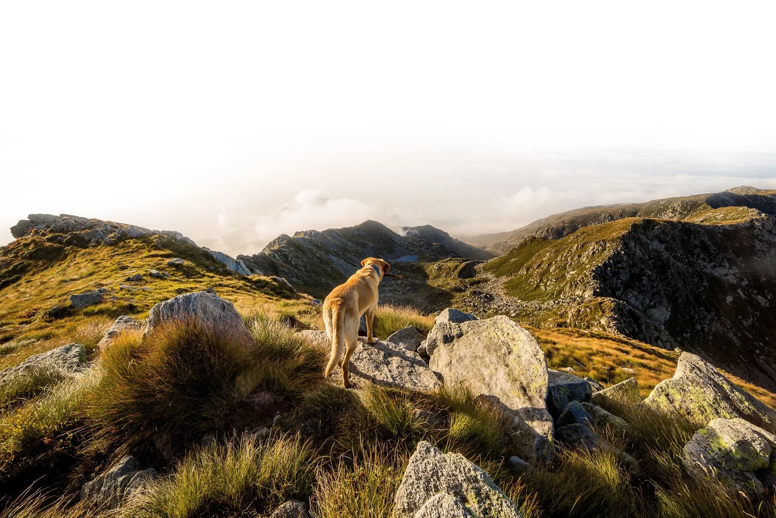 Hund auf Berghang in bergiger Naturlandschaft mit Vegetation