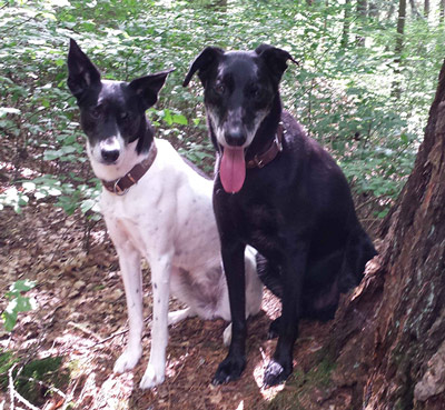 Zwei Hunde (schwarz und weiß) im Wald stehend
