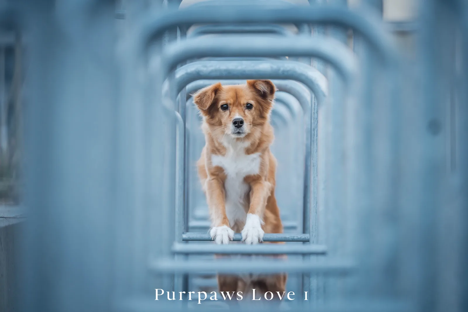 Nachher-Bild desselben Hundes mit Purrpaws Love Preset, blauerer Ton