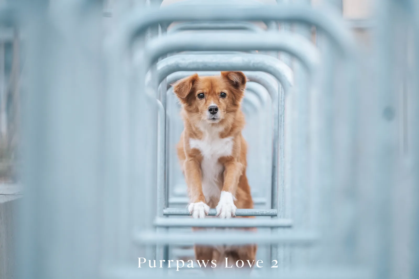 Nachher-Bild desselben Hundes mit Purrpaws Love Preset, Alternative 2