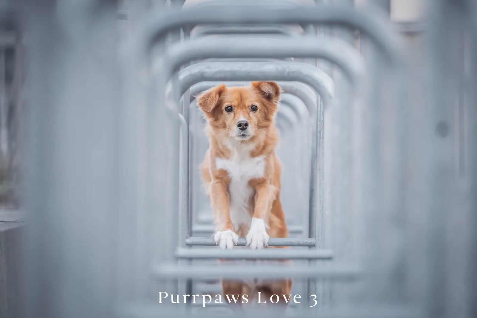 Nachher-Bild desselben Hundes mit Purrpaws Love Preset, Alternative 3