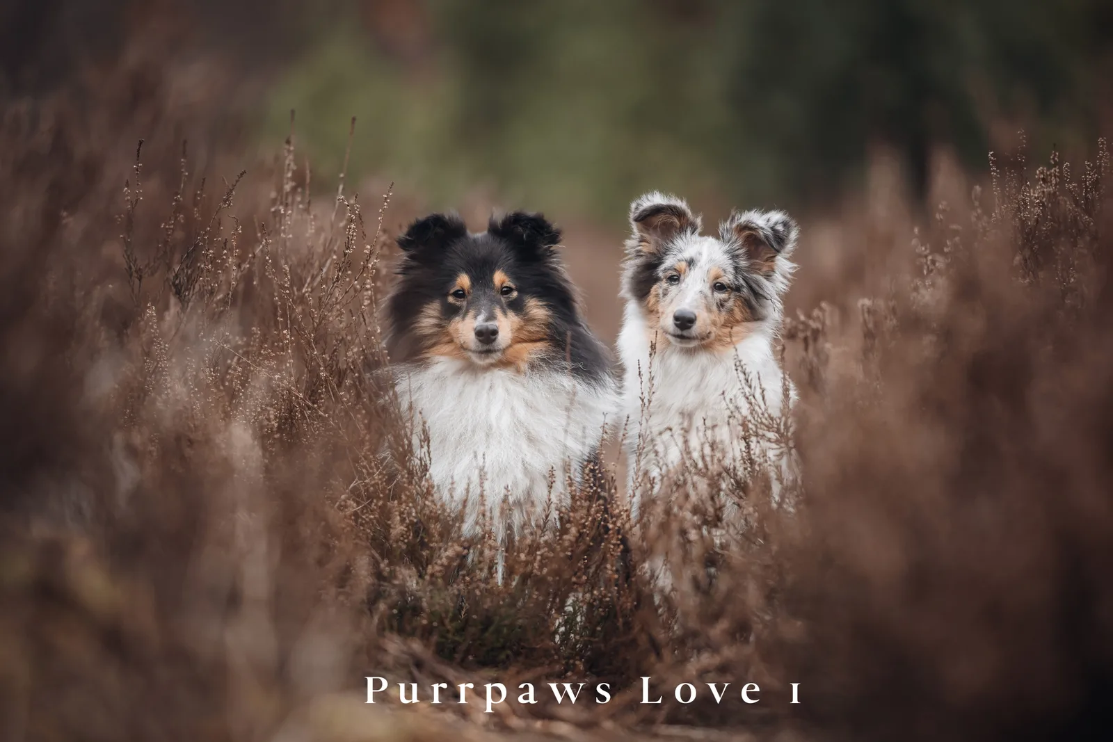 Zwei Collies in Heideckraut mit Purrpaws Love Preset angewendet