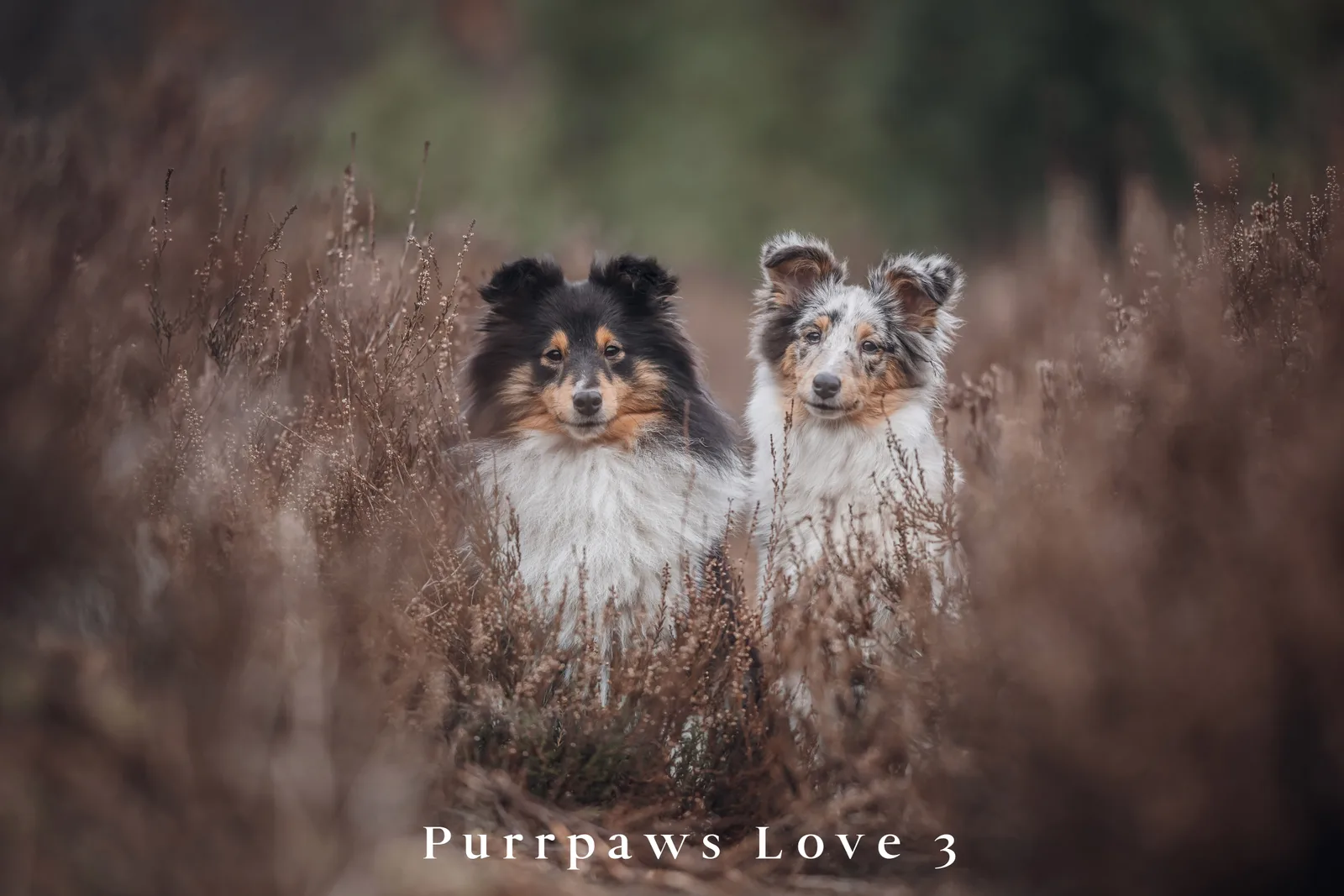 Zwei Shelties in Heidefeld – schwarz-braun und weiß gefärbter Hund nebeneinander