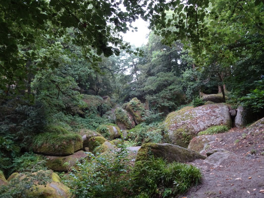 Waldweg mit Moosen bewachsenen Steinen und dichtem Laubdach
