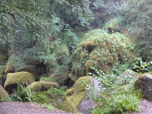 Waldlandschaft mit moosbedeckten Felsen und grüner Vegetation
