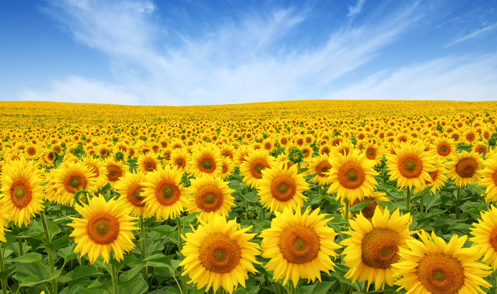 Großes Feld voller gelber Sonnenblumen unter blauem Himmel