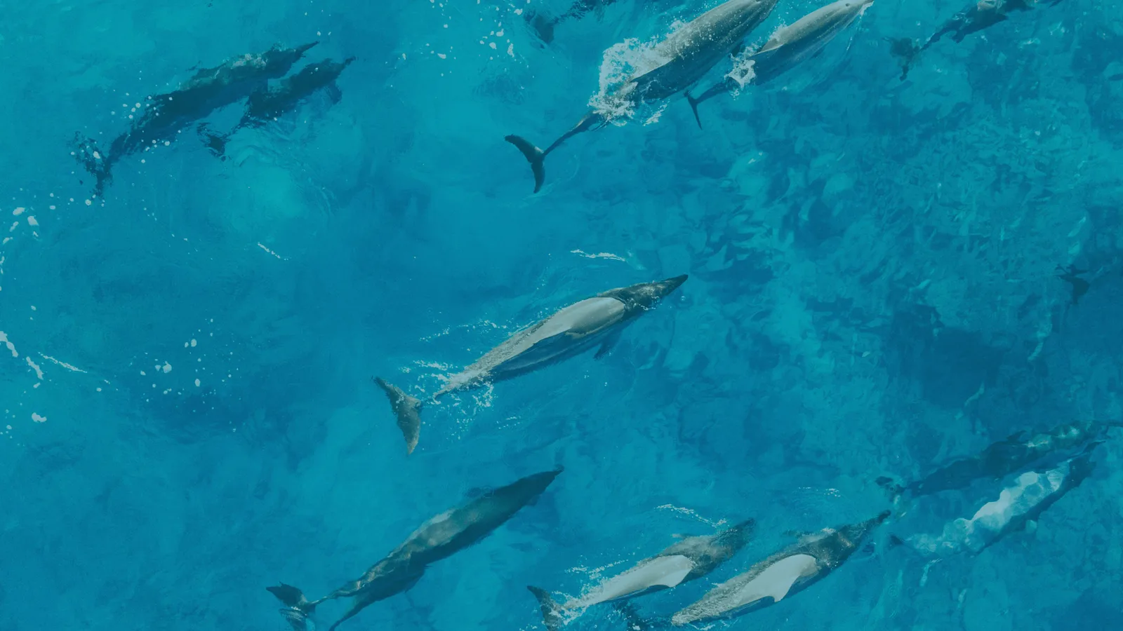Luftaufnahme von Delphinen schwimmend in türkisblauem Meer