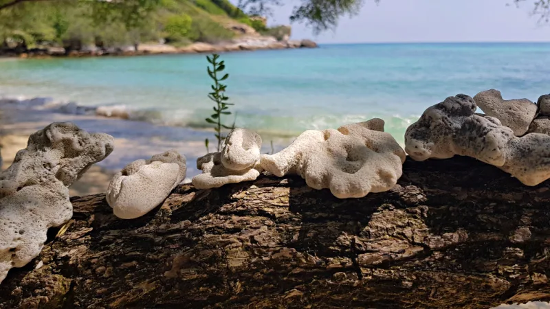 Korallensteine und Pflanze am Strand von Koh Samet mit türkisem Meer im Hintergrund