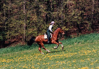 Reiter auf braunem Pferd im Galopp auf grüner Wiese