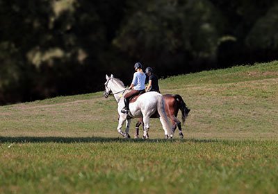 Reiter auf weißem Pferd auf grüner Wiese mit Bäumen im Hintergrund