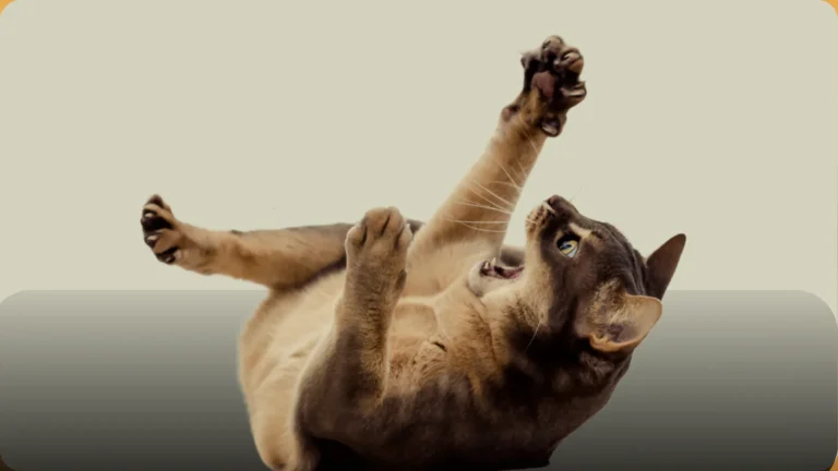 Rolling Skin bei Katzen – Videokurs gegen Hautzucken von Petra Ott