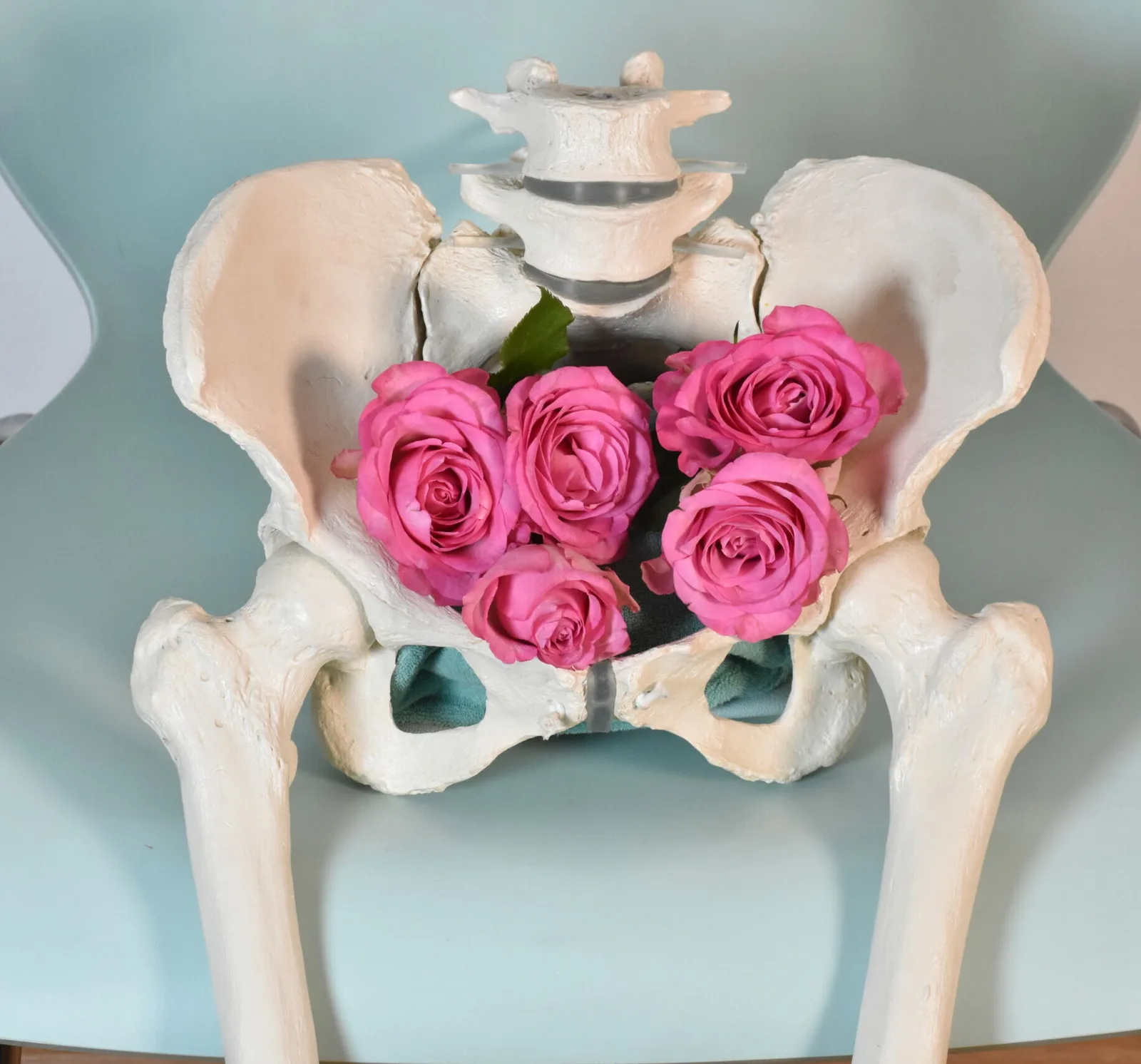 Anatomisches Beckenmodell mit rosa Rosen in der Beckenmitte auf blauem Hintergrund