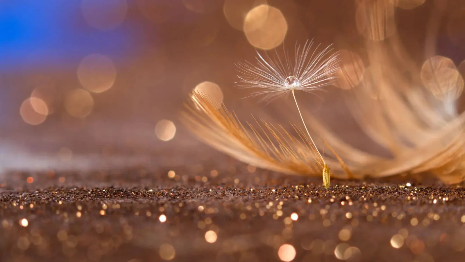 Makroaufnahme einer Pusteblume mit Wassertropfen auf sandigem Untergrund, warmtoniges Bokeh im Hintergrund