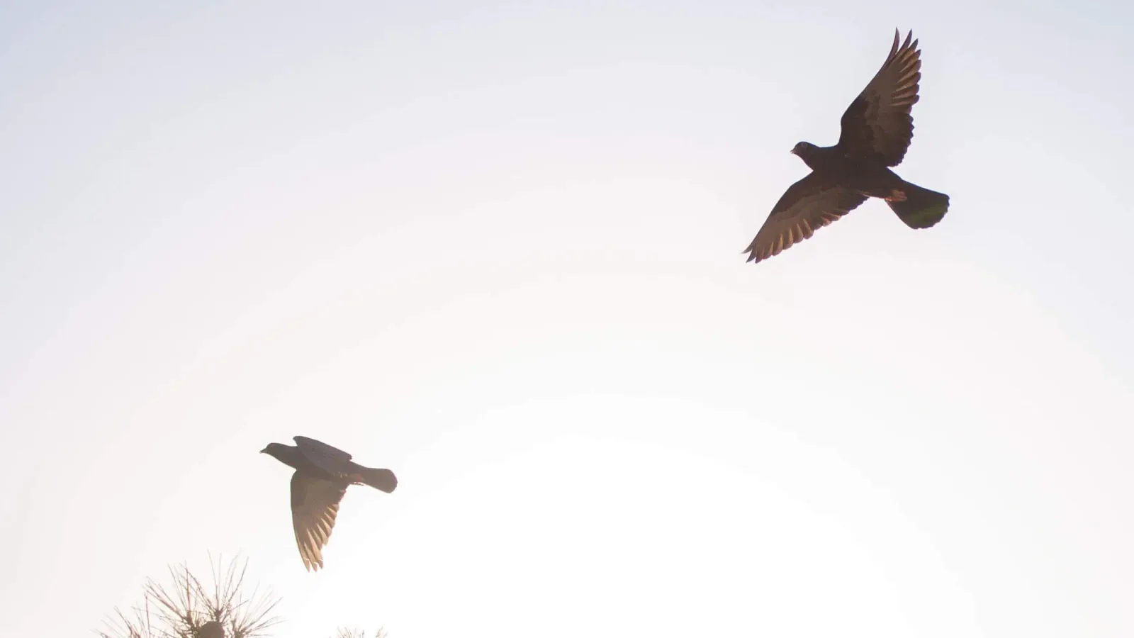 Zwei Vögel im Flug vor hellem Himmel, symbolisiert Seelenrückholung und spirituelle Transformation