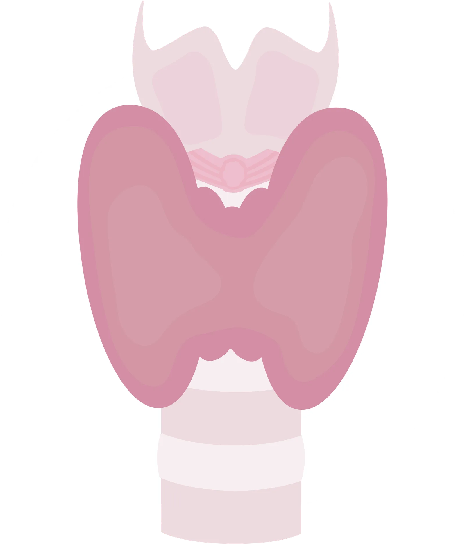 Anatomische Illustration einer Schilddrüse in Rosa- und Rosetönen