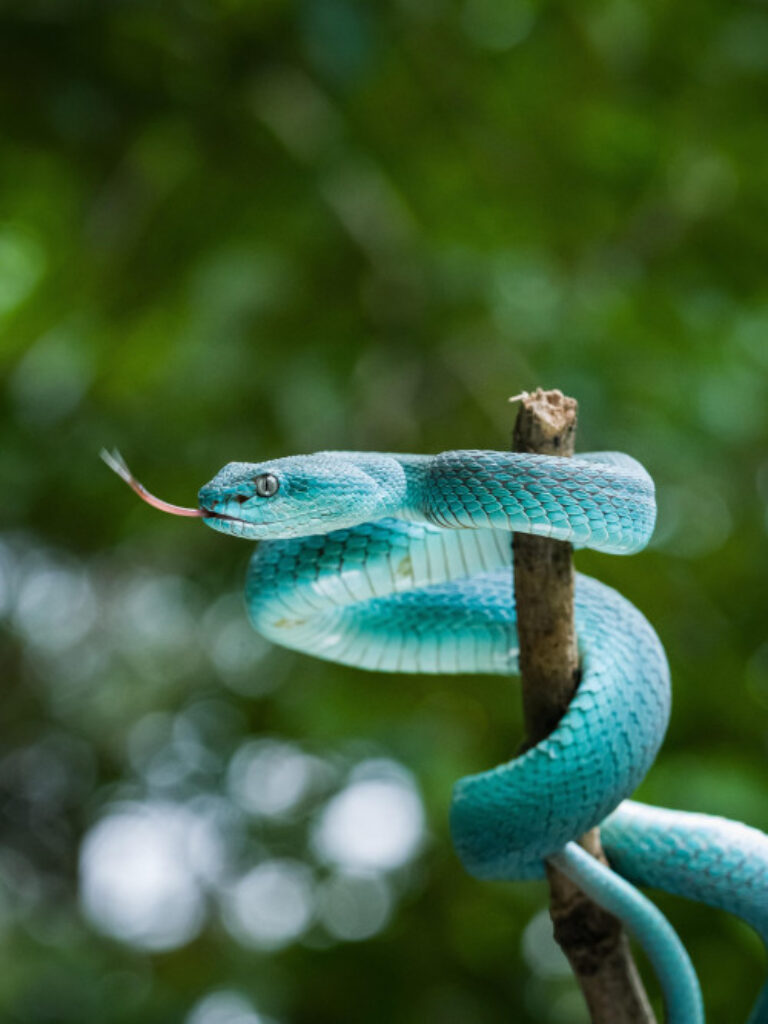 Schlangen als Haustier – E-Book zur Reptilienhaltung