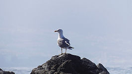 Vogel auf Felsen sitzend vor grauem bewölktem Himmel