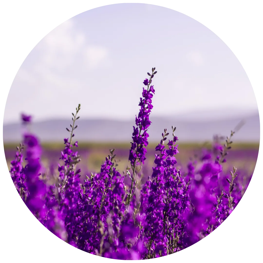 Selbstlernkurs Aromapraktiker*in von Manuela Hafner-Weber 6 Lavendelfeld mit violetten Blüten in Nahaufnahme