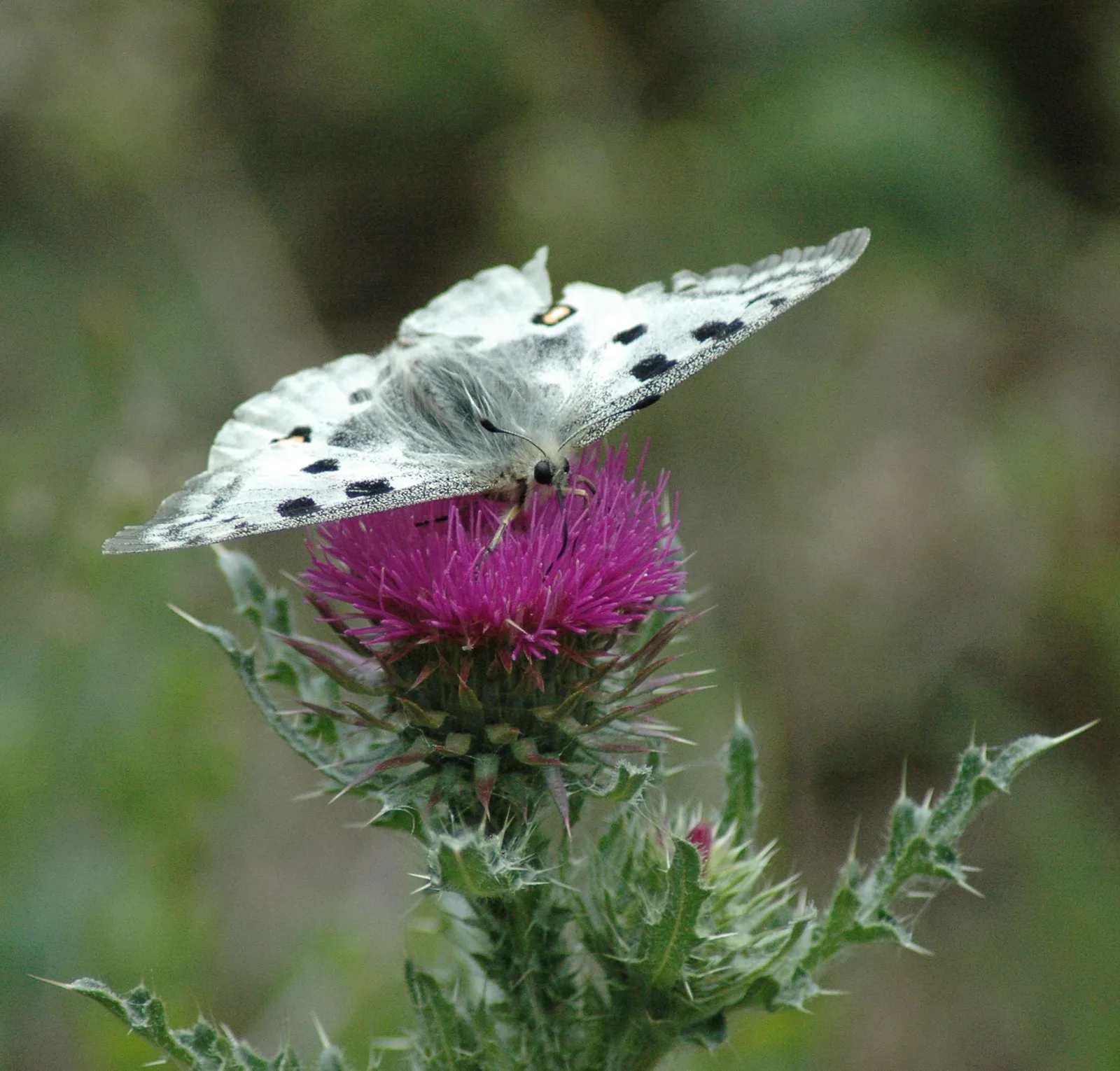 Weißer Schmetterling mit schwarzen Flecken sitzt auf einer pink-magentafarbenen Distelblüte vor grünem unscharfem Hintergrund