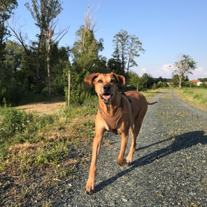 Brauner schlanker Hund läuft auf Landstraße, trägt dunkles Geschirr, Wiesen und Bäume im Hintergrund