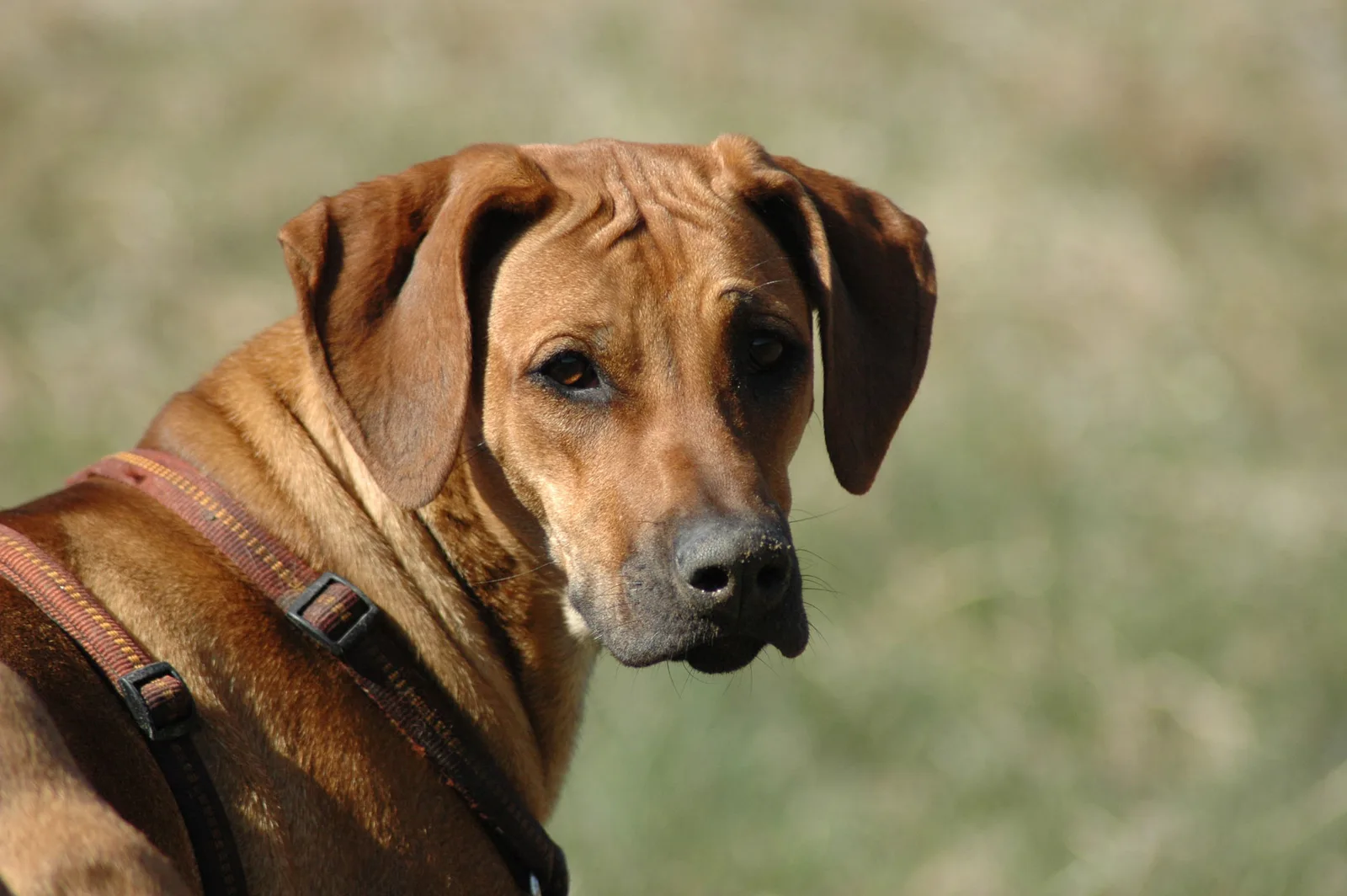 Brauner Labrador Retriever im Porträt, trägt rotes Geschirr, blickt nach rechts
