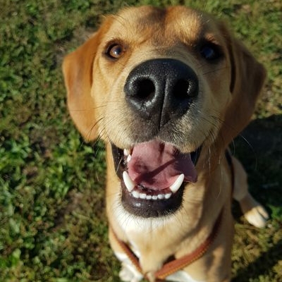 Nahaufnahme eines lachenden hellbraunen Labradors mit Halsband vor grünem Hintergrund