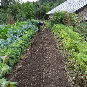 Gepflegtes Gemüsebeet mit verschiedenen Kulturpflanzen und Mulchweg, Gartenschutzhaus im Hintergrund