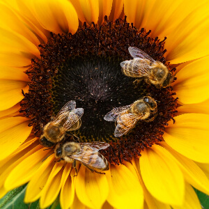 Mehrere Honigbienen sammeln Nektar auf gelber Sonnenblüte mit dunklem Blütenkern