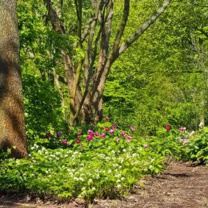 Waldgarten mit großem Baum, dichtem Strauchwerk und Waldbodenbegrünung, schattige Atmosphäre