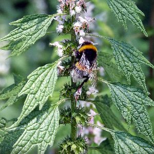 Hummel auf violett-grüner Kräuterpflanze mit Wassertropfen und unscharfem grünem Hintergrund