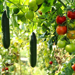 Gartenbeet mit hängenden Gurken und Tomatenpflanzen in voller Frucht, grünes Blattwerk