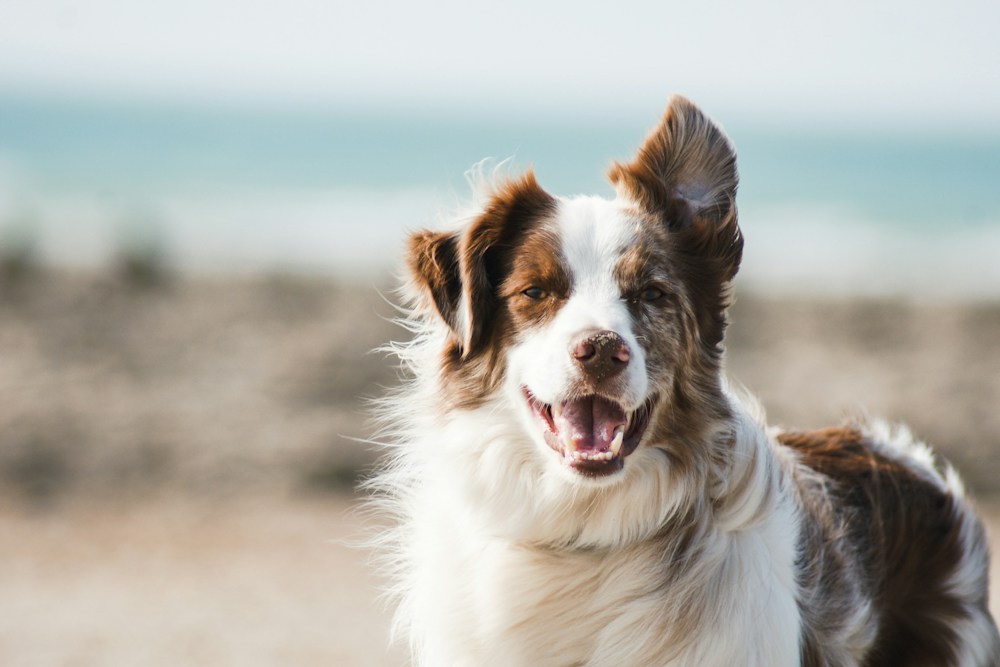 Silvester- und Geräuschangst – Videokurs für Hundehalter 3 Glücklicher brauner und weißer Hund am Strand mit Meereshintergrund