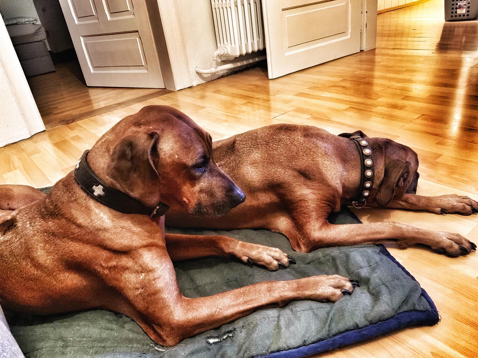 Silvester- und Geräuschangst – Videokurs für Hundehalter 5 Zwei braun-rote Rhodesian Ridgebacks liegen entspannt auf Hundebetten