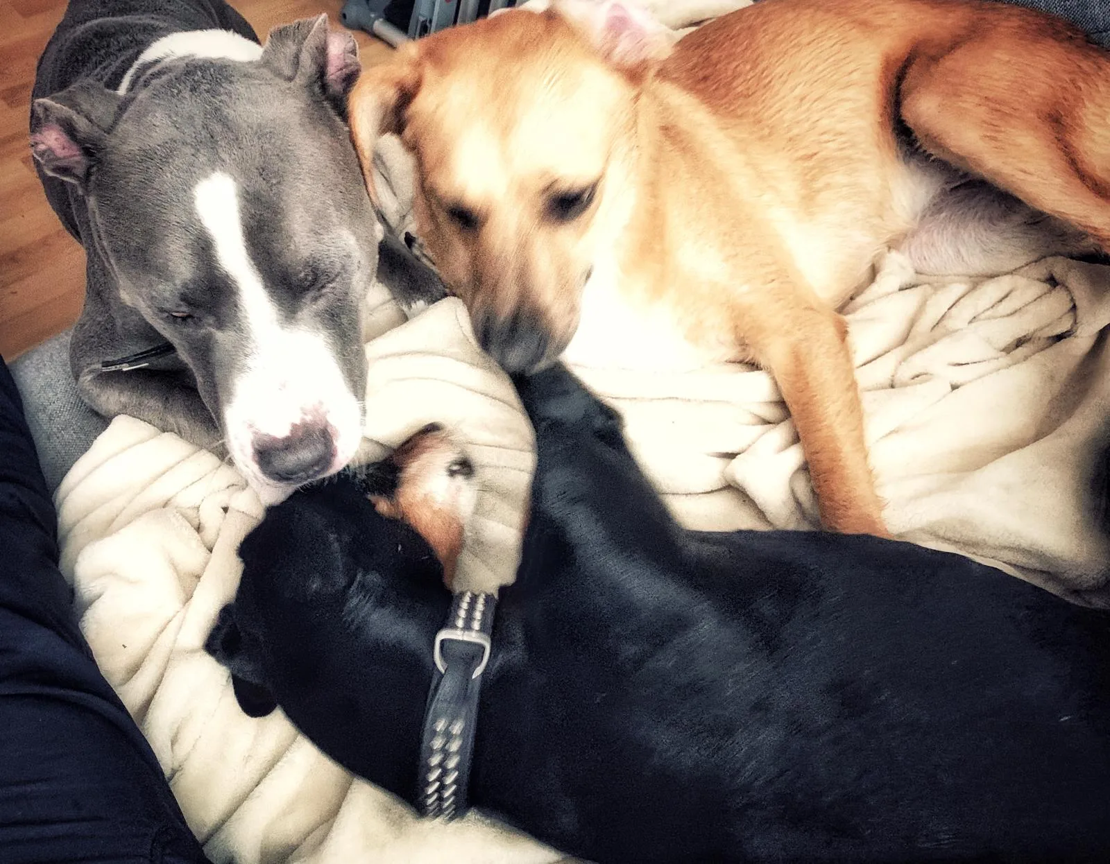 Silvester- und Geräuschangst – Videokurs für Hundehalter 6 Zwei Hunde kuscheln zusammen auf weißem Bett