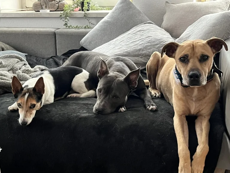 Silvester- und Geräuschangst – Videokurs für Hundehalter