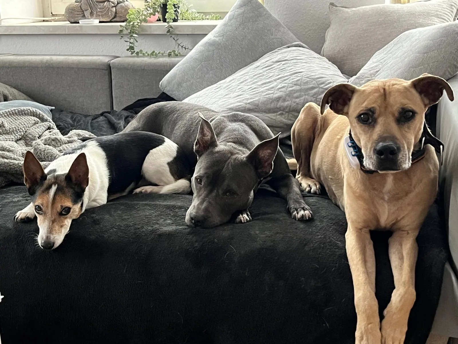 Silvester- und Geräuschangst – Videokurs für Hundehalter 1 Patrick mit drei Hunden auf Sofa entspannen