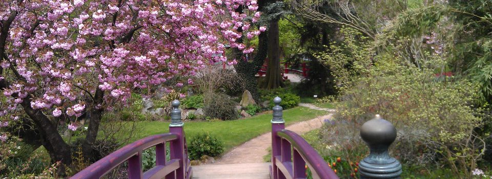 Gartenbrücke mit violetten Geländern, umgeben von blühenden Kirschbäumen und grünen Pflanzen