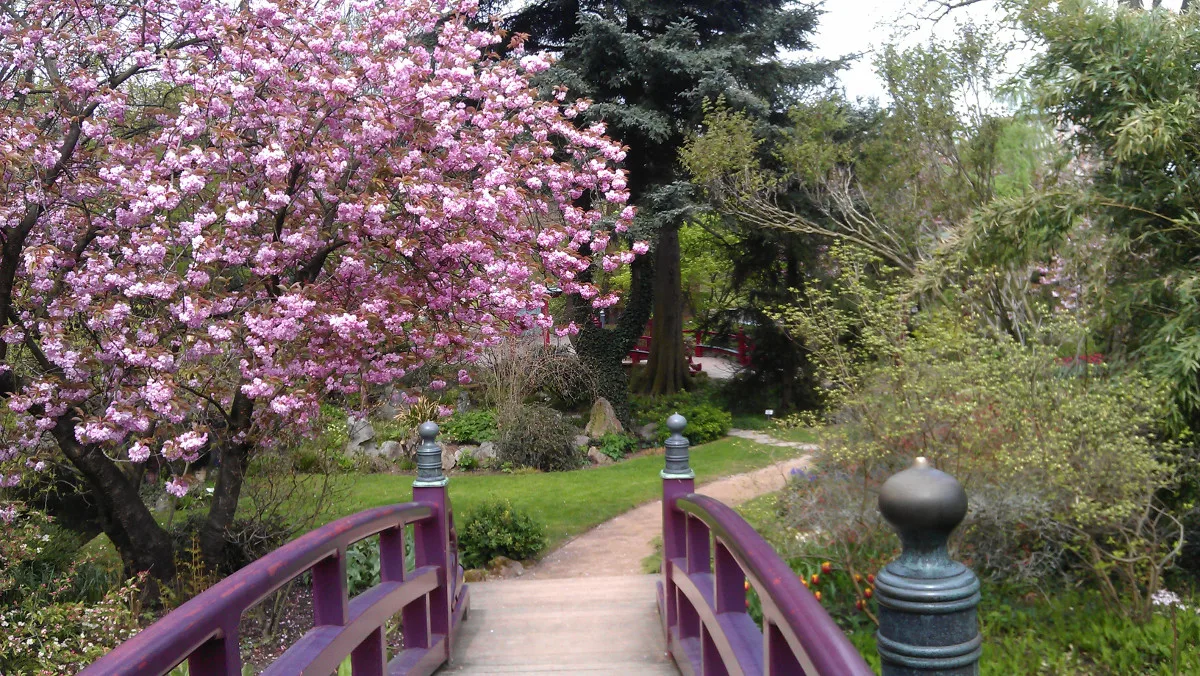 Gartenbrücke mit violetten Geländern und blühenden Kirschbäumen im Frühling