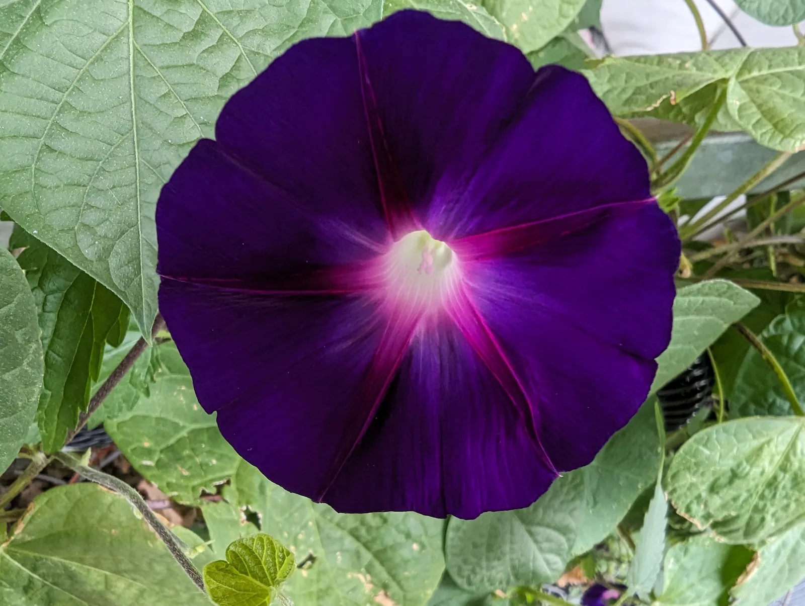 Nahaufnahme violette Winde mit leuchtend pinkem Zentrum und grünen Blättern