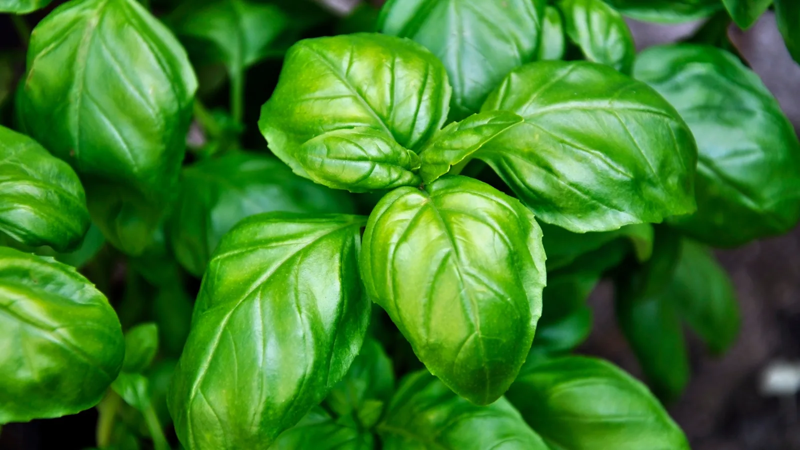 Frische grüne Basilikumblätter für die Aromatherapie – fundiertes Wissen im AromaClub von DUFTGENUSS Lebensfluss.