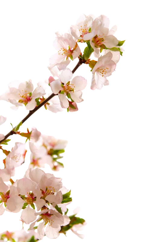 Kirschblüten-Zweig mit weißrosa Blüten vor weißem Hintergrund