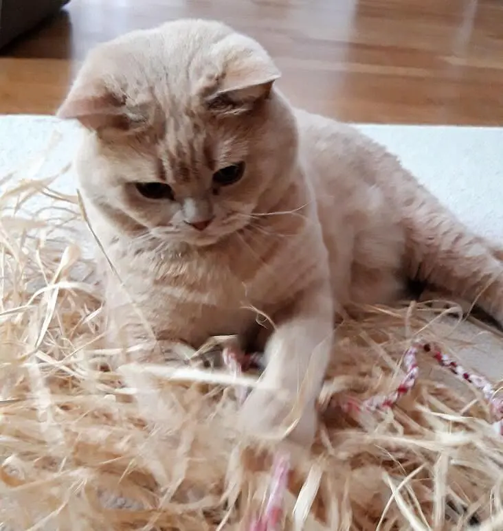 Beige-graue Katze spielt konzentriert mit Schnur und Bastspieltau auf hellem Untergrund