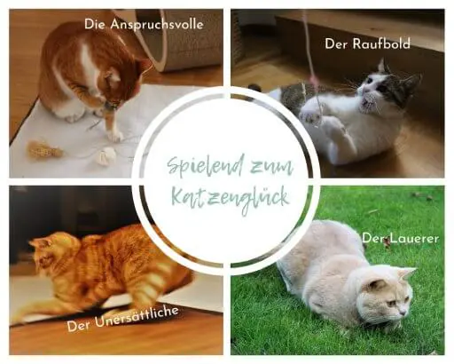 Grafik-Übersicht mit vier Katzen und Kursmodulen zum Thema Spielend zum Katzenglück