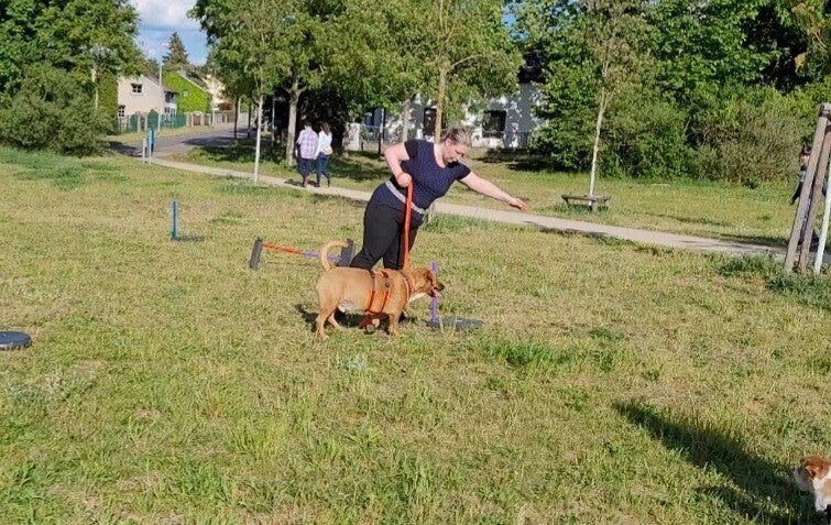 Frau beim SQR-DOG Training mit braunem Hund auf Wiese, Trainingsübungen im Freien